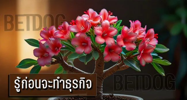 ขยายพันธุ์ชวนชม